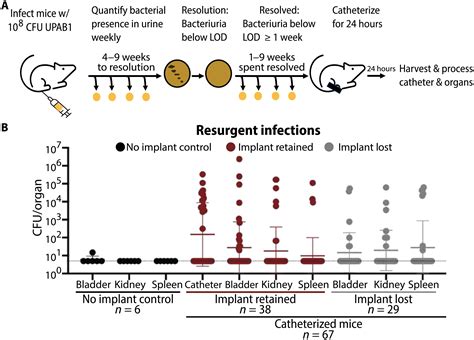 acinetobacter baumannii uti.